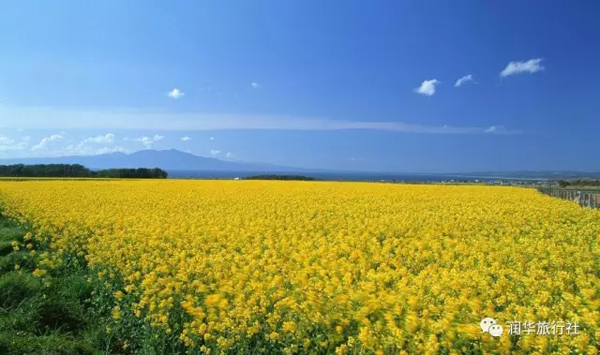 漢中:油菜花開(kāi)了