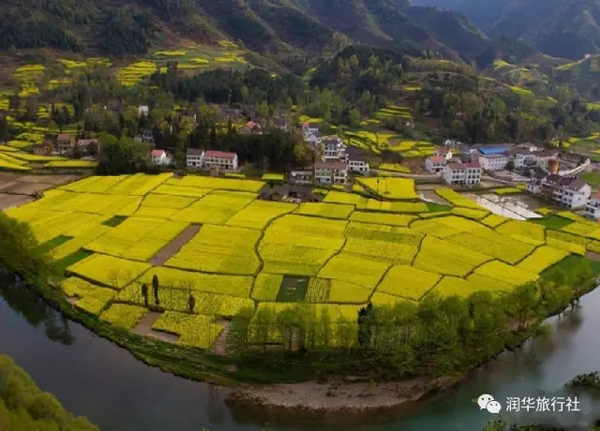 漢中:油菜花開(kāi)了